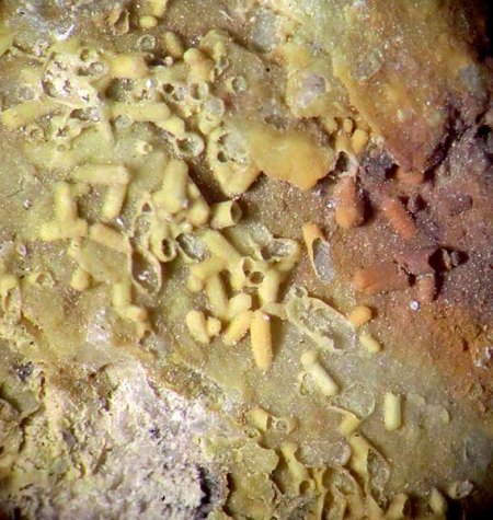_Pseudomorphose Plumbogummit n. Pyromorphit xx_Quarz_analysiert_BB 6 mm_Heckental_Walporzheim_Ahrgeb._Eifel_Peter_1b.jpg