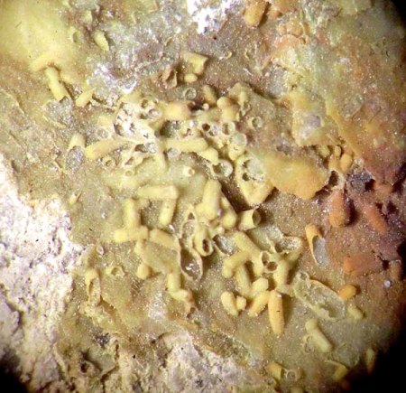 _Pseudomorphose Plumbogummit n. Pyromorphit xx_Quarz_analysiert_BB 6 mm_Heckental_Walporzheim_Ahrgeb._Eifel_Peter_1a.jpg