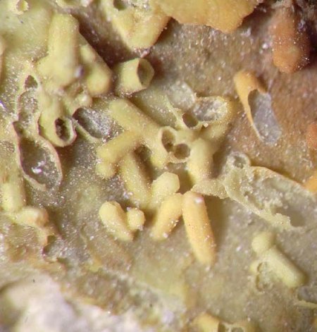 _Pseudomorphose Plumbogummit n. Pyromorphit xx_Quarz_analysiert_BB 4 mm_Heckental_Walporzheim_Ahrgeb._Eifel_Peter_1c.jpg