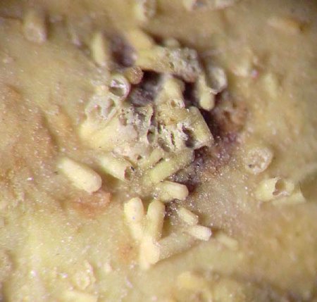 _Pseudomorphose Plumbogummit n. Pyromorphit xx_Quarz_analysiert_BB 4 mm_Heckental_Walporzheim_Ahrgeb._Eifel_Peter_2a.jpg