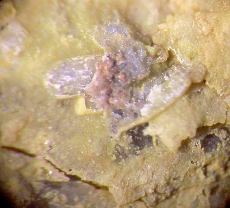 _Pseudomorphose Plumbogummit n. Pyromorphit xx_Quarz_analysiert_BB 4 mm_Heckental_Walporzheim_Ahrgeb._Eifel_Peter_2b.jpg