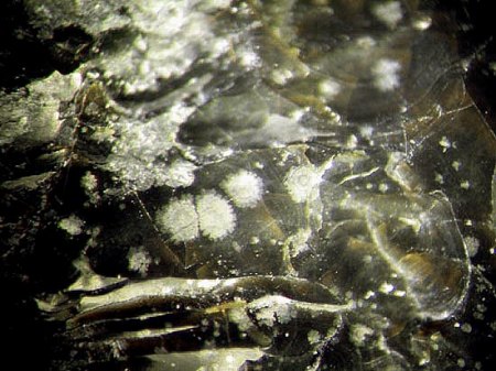 Silber-Lösung vermutlich eingedrungen_BB 4mm_Steinbruch am Glasberg_Nieder-Beerbach_Mühltal_Odenwald_Hessen_Eigenfund 0711_Peter.jpg