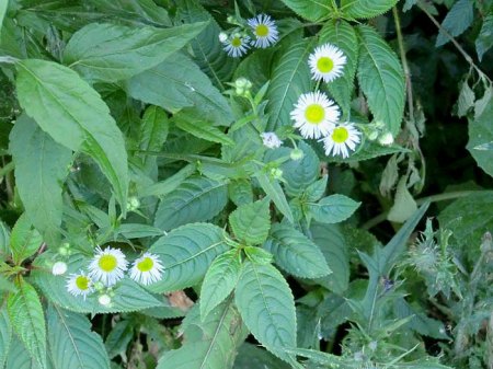 _12_Marmorit-Werk Auerbach-Hochstädten_Blumen_3.7.14_Peter.JPG