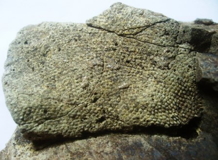 Fossil.JPG