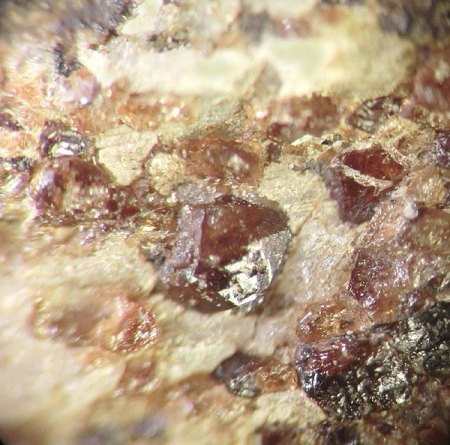 _Zirkon x vermut._Exkurs 3.7.14_Pinge ehem. Marmoritwerk_Hochstädten_Bensheim-Auerbach_Odenwald_Hessen_Peter_3.JPG