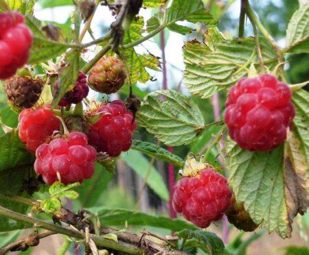 Himbeeren.JPG