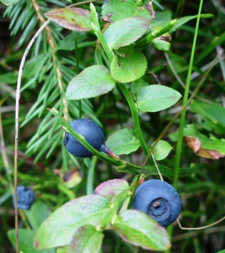 Heidelbeeren.JPG