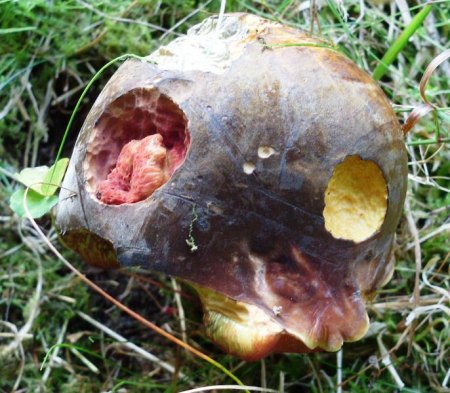 Ziegenlippe.JPG