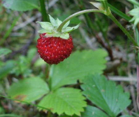 Walderdbeeren.JPG