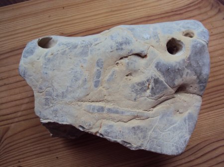 Fossielienfunde Coburg &amp; Umgebung 002.JPG