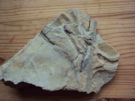 Fossielienfunde Coburg &amp; Umgebung 001.JPG