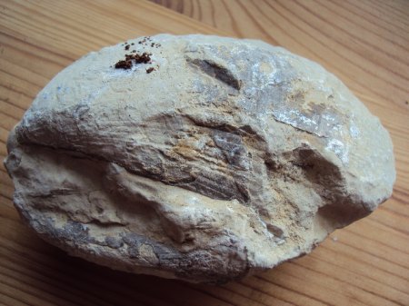 Fossielienfunde Coburg &amp; Umgebung 005.JPG