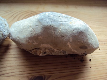 Fossielienfunde Coburg &amp; Umgebung 009.JPG