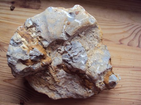 Fossielienfunde Coburg &amp; Umgebung 011.JPG