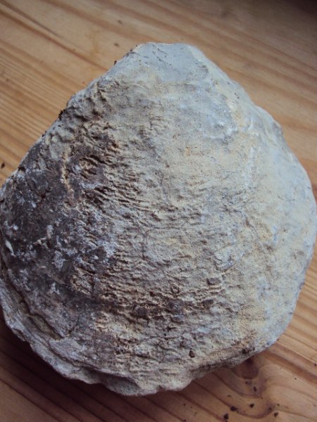 Fossielienfunde Coburg &amp; Umgebung 010.JPG