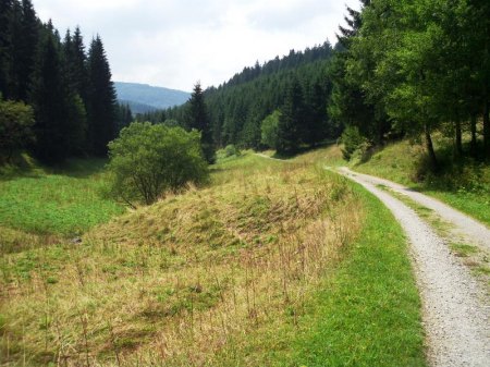 Blick  entlang des Lehrpfades.JPG