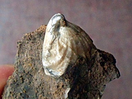 Brachiopode SengenthalRSCN5098.JPG