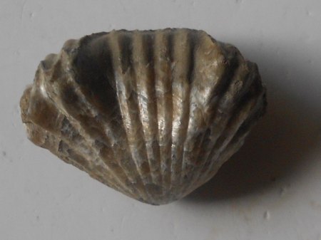Brachiopode SengenthalRSCN5103.JPG