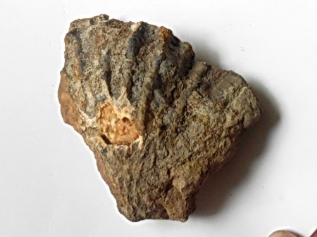 Muschel Sengenthal.JPG