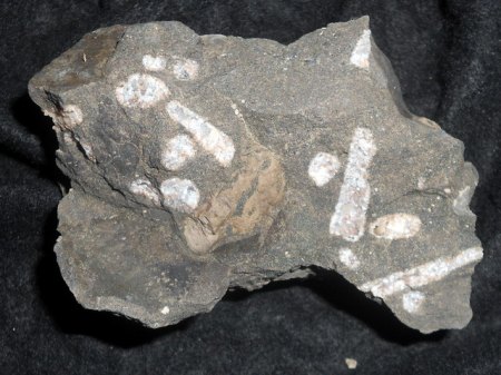 Calcit in Belemniten hohlräumen SengenthalRSCN5028.jpg