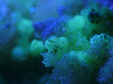novacekite_in_gypsum_matrix_uv_fluorescence3.jpg