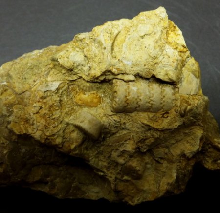 Encrinus liliiformis.jpg