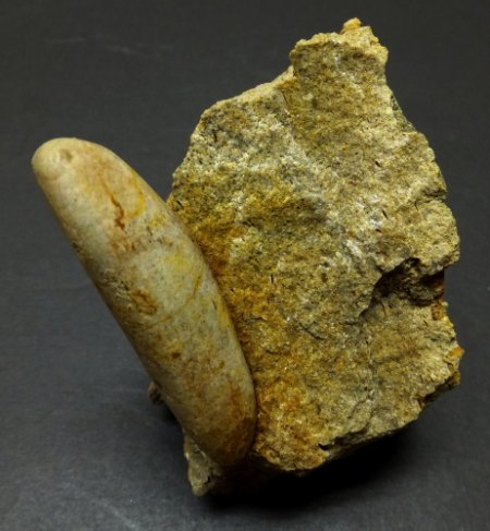abgerolltes Knochenstück.jpg