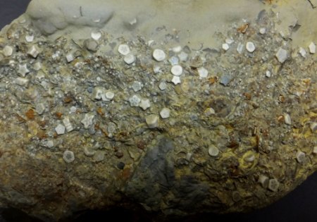 Holocrinus Wagneri (die fünfeckigen).jpg