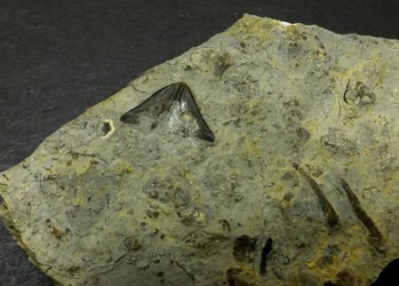 Nautilidenkiefer (Rhyncholithes).jpg