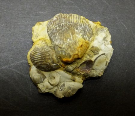 Muscheln.jpg