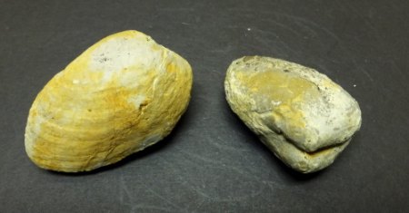 Pleuromya.jpg