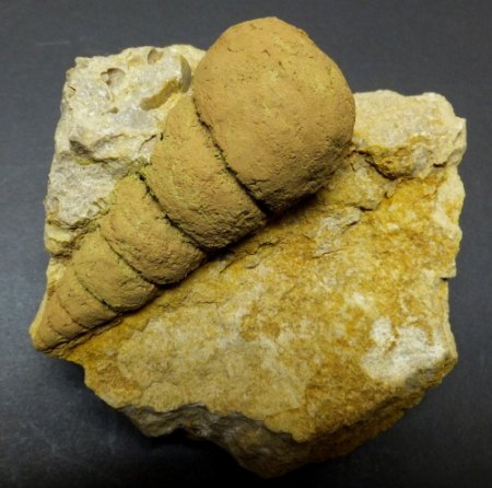 Undularia scalata.jpg