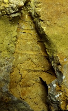 Undularia scalata Hohlform.jpg