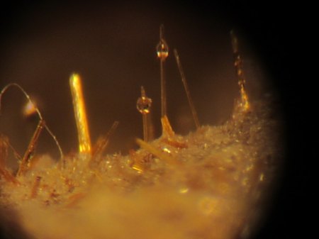 Glastropfen auf Pyroxen Emmelberg,Eifel.JPG