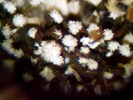 Alumohydrocalcit Graulai,Eifel.JPG