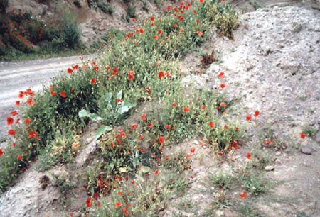 Mendig_Wingertsberg_Mohn.jpg