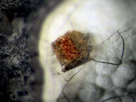 Zeolith_Paulingit-Ca_Vinarice_Kladno_Böhmen_Tschech. Rep._Peter.jpg