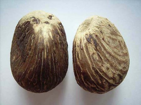 Tagua-Nüsse_Südamerika_Peter.JPG