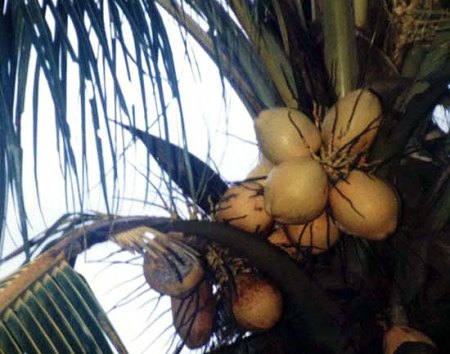 Sri Lanka 1985_Palmenfrüchte_Peter.jpg