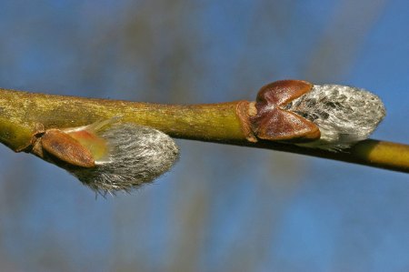 es wird Frühling Kopie.jpg
