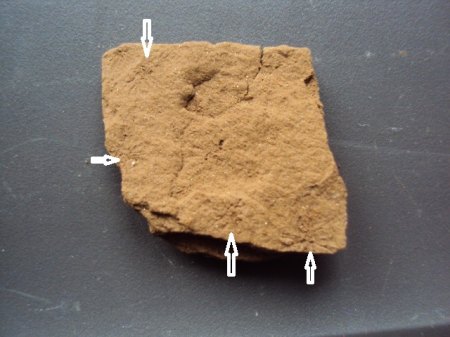 Fossile Funde Seussen2015 001.JPG