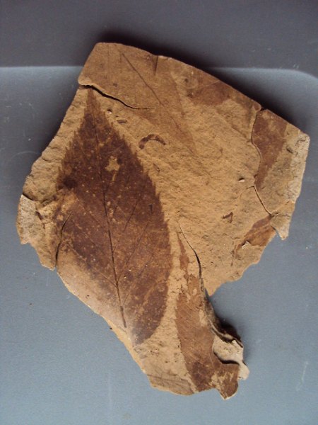 Fossile Funde Seussen2015 006.JPG