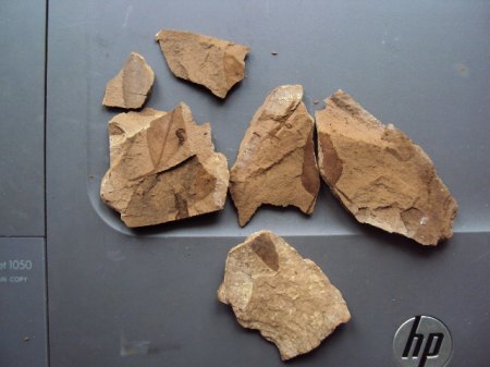 Fossile Funde Seussen2015 009.JPG