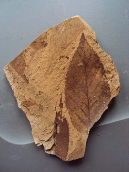 Fossile Funde Seussen2015 007.JPG