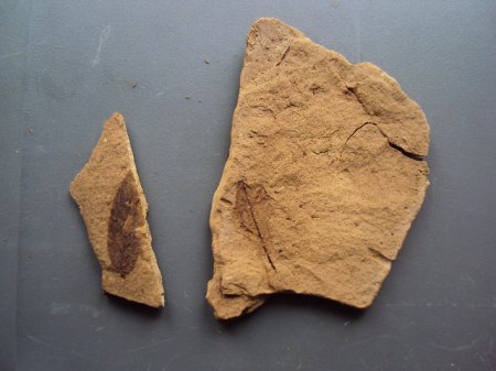 Fossile Funde Seussen2015 011.JPG