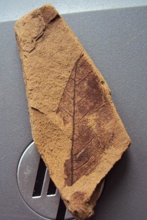 Blattfossilien Seussen part2 005.JPG