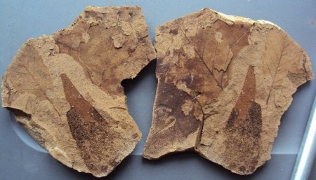 Blattfossilien Seussen part2 001.JPG