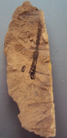 Blattfossilien Seussen part2 012.JPG