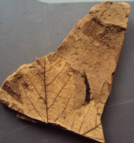 Blattfossilien Seussen part2 011.JPG