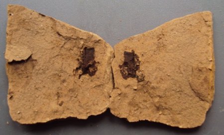 Blattfossilien Seussen part2 014.JPG